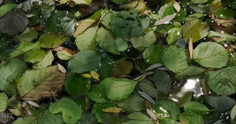 Fallen leaves Stock-Footage 137649606