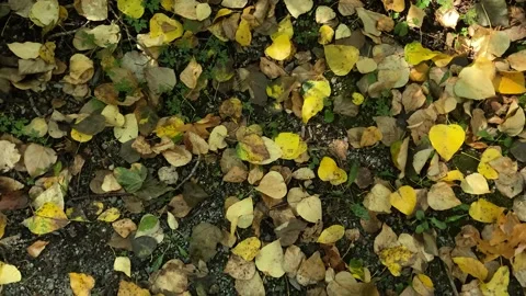 Fallen Leaves Stock Footage 139792988