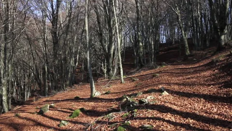 Fallen leaves 스톡 동영상 143378142