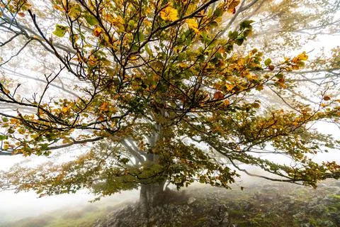Fallen leaves in the forest complement the autumn season. Otzarreta Forest Stock Photos