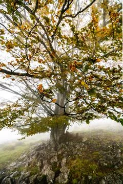Fallen leaves in the forest complement the autumn season. Otzarreta Forest Stock Photos