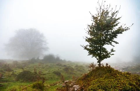 Fallen leaves in the forest complement the autumn season. Otzarreta Forest Stock Photos
