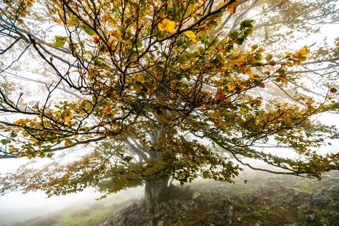 Fallen leaves in the forest complement the autumn season. Otzarreta Forest Stock Photos