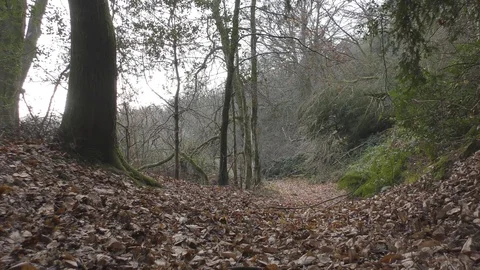 Fallen leaves in the forest. Stock Footage 83571916