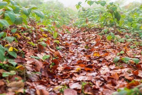 Fallen leaves on a forest path Stock Photos