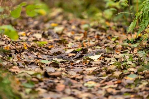 Fallen leaves on a forest path Stock Photos