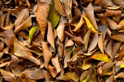 Fallen leaves in a forest Stock-Fotos