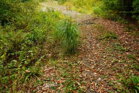 Fallen leaves in the forest Stock Photos