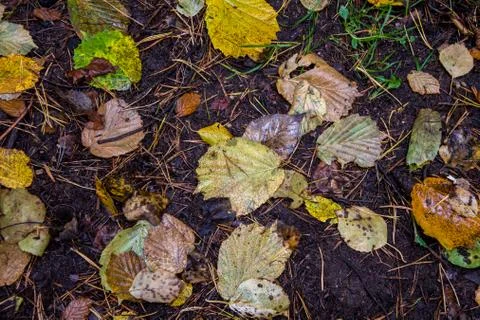 Fallen leaves in the forest, sad time, needles. 写真素材