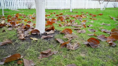 Fallen leaves in the garden, smooth camera movement Stock Footage 321828093
