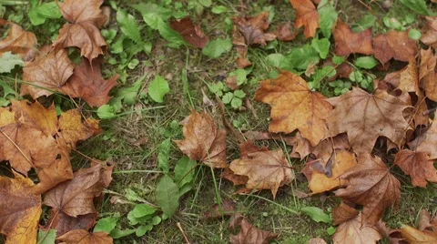 Fallen leaves on grass Stock Footage 56006104