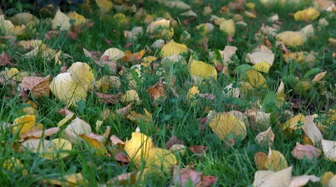 Fallen Leaves on the Grass Stock Footage 67611712