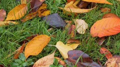 Fallen leaves on grass Stock Footage 115001612