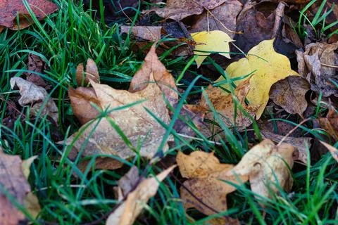 Fallen Leaves on Grass Stock Photos