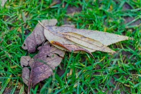 Fallen Leaves on Grass Stock Photos