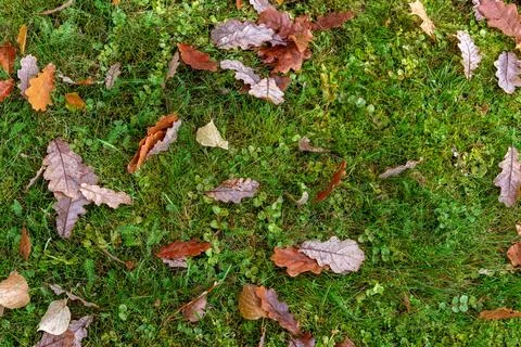 Fallen leaves on the grass. Stock Photos