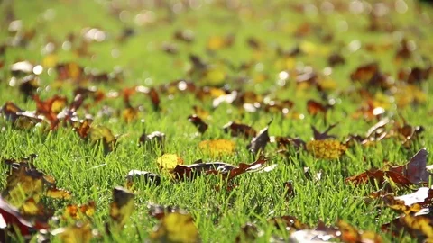 Fallen leaves on grass tracking shot Stock Footage 93781537