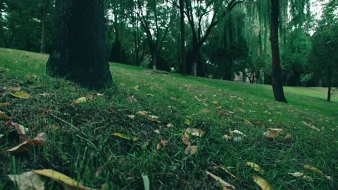 Fallen leaves on the grass under big trees Stock-Footage 234053599