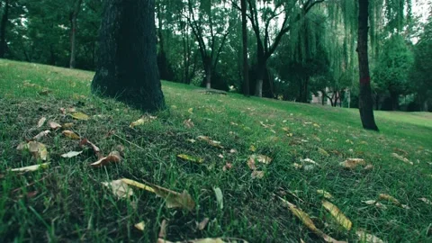 Fallen leaves on the grass under big trees-1 Stock Footage 234053619