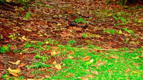 Fallen leaves on green forest floor Stock Footage 333498943