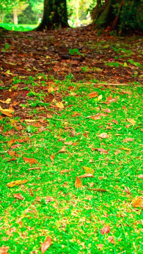 Fallen leaves on green forest floor Stock Footage 333500000