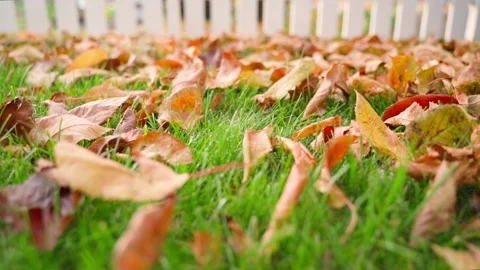 Fallen leaves in green grass close-up. Autumn garden with dry orange foliage Stock Footage 237602594