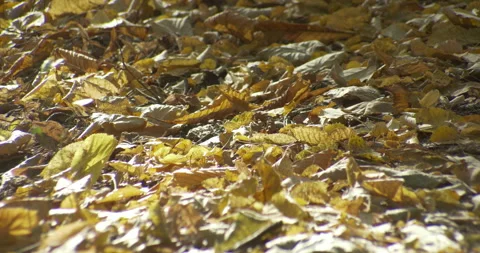 Fallen leaves on the ground 4K shallow DOF video Stock Footage 320987826