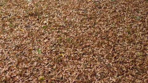 Fallen leaves on the ground in autumn Видео 317116880