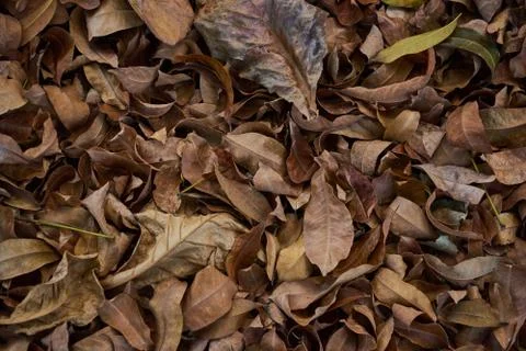 Fallen leaves on the ground, brown texture closeup. Stock Photos