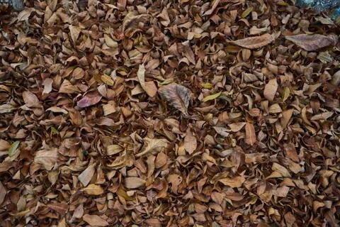 Fallen leaves on the ground, brown texture closeup. Stock Photos