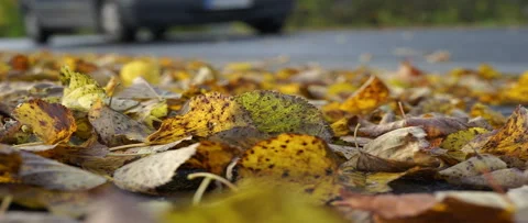 Fallen leaves on the ground, car passing by Stock Footage 165358414