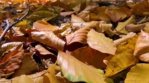 Fallen leaves on the ground Stock Footage 97755907