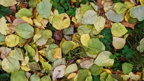 Fallen leaves on the ground Stock Footage 98279852