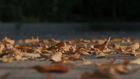Fallen leaves on the ground Stock Footage 259546273