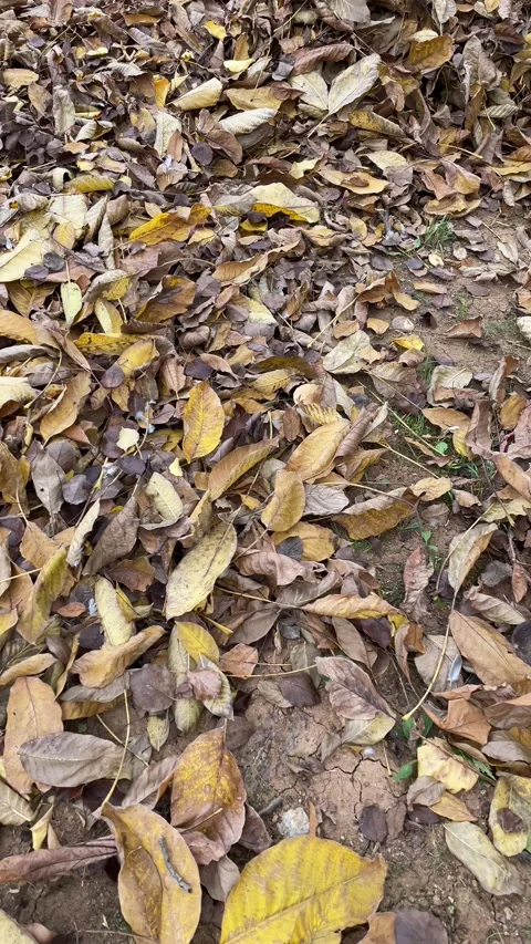 Fallen leaves on the ground or oak Stock Footage 164614035