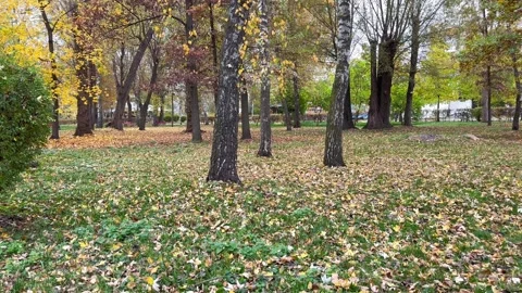 Fallen leaves on the ground in the park Stock Footage 254521885