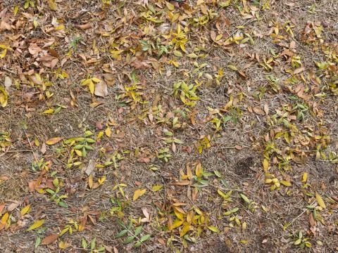Fallen leaves on the ground Stock Photos