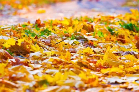 Fallen leaves on the ground Foto stock