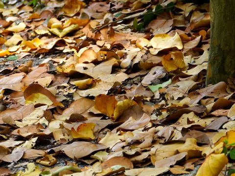 Fallen Leaves on Ground Stock Photos