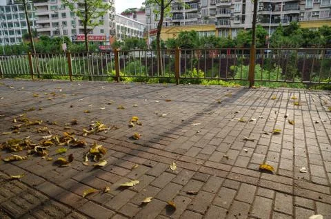 Fallen Leaves on the Ground Stock Photos