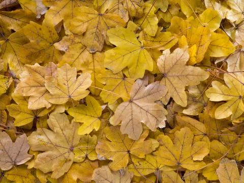 Fallen leaves on the ground Stock Photos