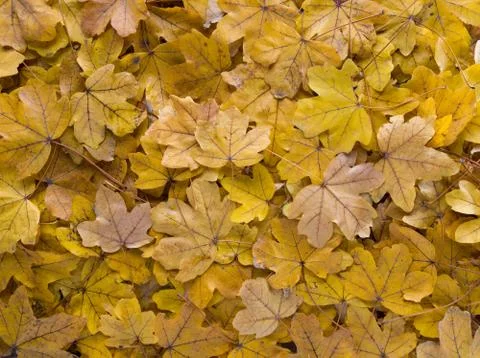 Fallen leaves on the ground Stock Photos