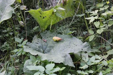 Fallen Leaves on the ground Stock Photos
