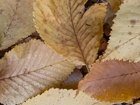 	Fallen leaves on the ground. Foto stock