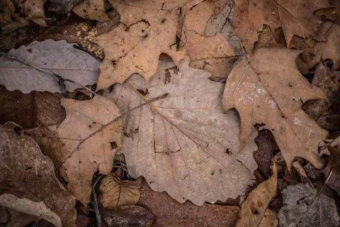 Fallen leaves on the ground Stock Photos