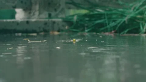 Fallen leaves on the ground in the rain - raindrops Stock Footage 234053691