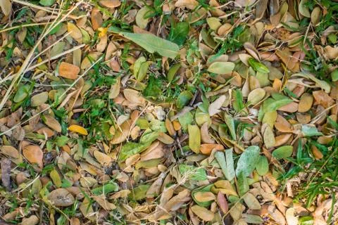 Fallen leaves on ground texture background 库存照片
