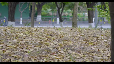 Fallen Leaves on Ground with Trees for Mindfulness &amp; Seasonal Change Stock Footage 327529470