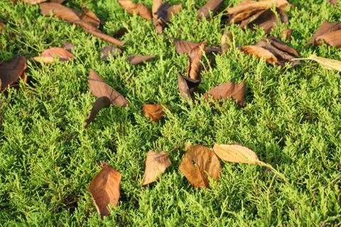 Fallen leaves on a juniper tree Stock Photos