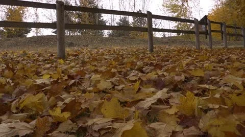 Fallen leaves L 02 by dwking Video stock 12490786